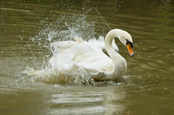 Knobbelzwaan — Stockfoto