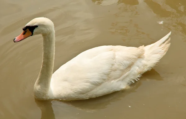 Cigno muto — Foto Stock