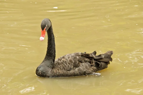 Cisne negro — Fotografia de Stock