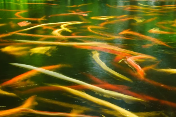 Carps in a pond — Stock Photo, Image