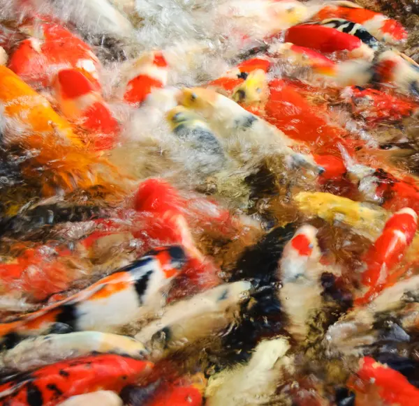 Carps in a pond — Stock Photo, Image