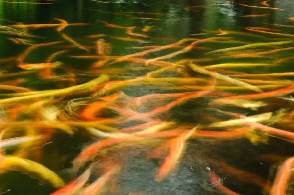 池の鯉 — ストック写真