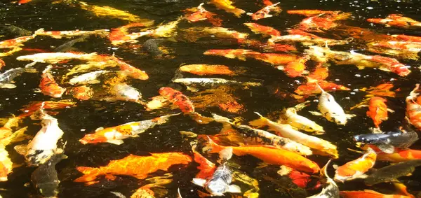 Carps in a pond — Stock Photo, Image