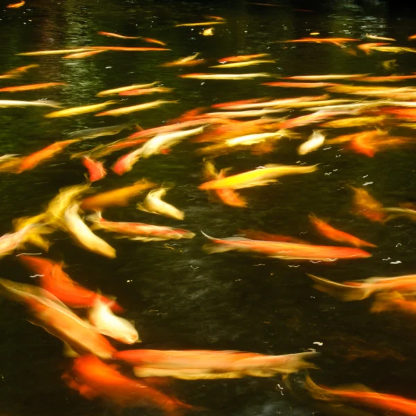 Carps in a pond — Stock Photo, Image