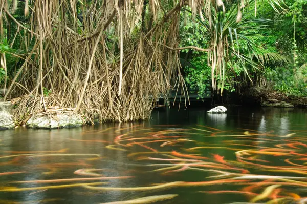 CARPs bir havuzda — Stok fotoğraf