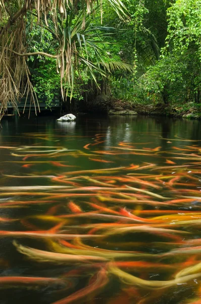 CARPs bir havuzda — Stok fotoğraf