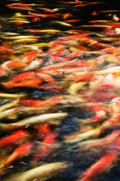 Carps in a pond — Stock Photo, Image