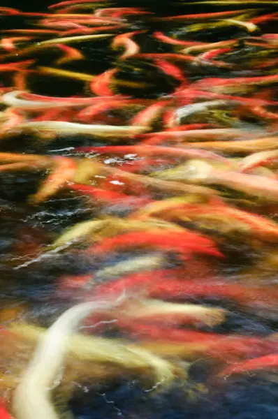 Carps in a pond — Stock Photo, Image