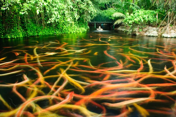 Carps in a pond — Stock Photo, Image