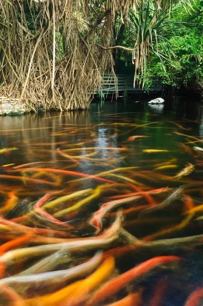 池の鯉 — ストック写真