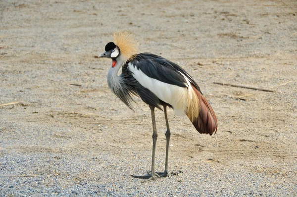 Grue à couronne africaine — Photo