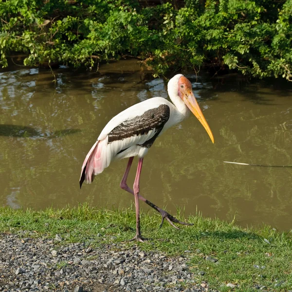 Painted stork — Stock Photo, Image
