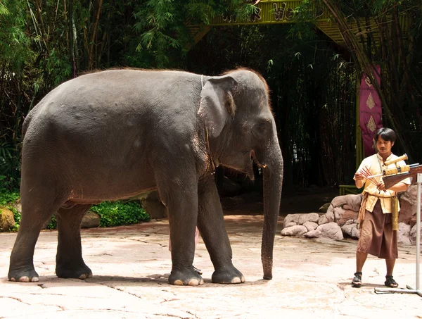 Asiatiska elefanten eller elephas maximus Visa — Stockfoto