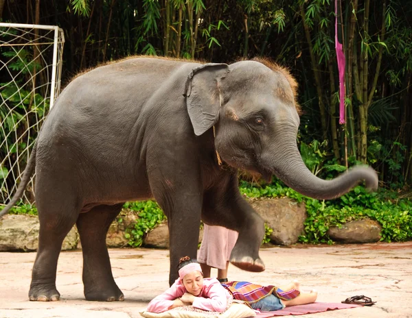 Asiatiska elefanten eller elephas maximus Visa — Stockfoto