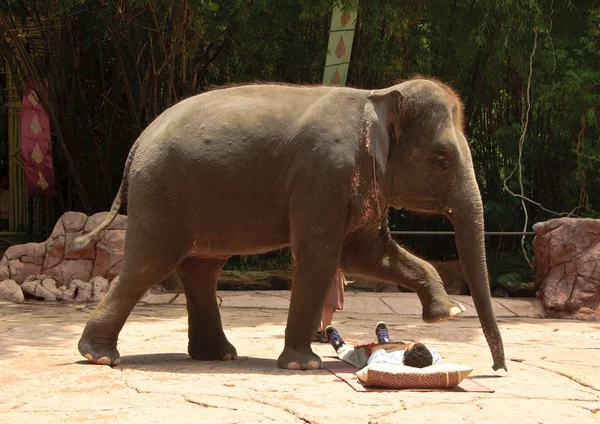 Asiatiska elefanten eller elephas maximus Visa — Stockfoto