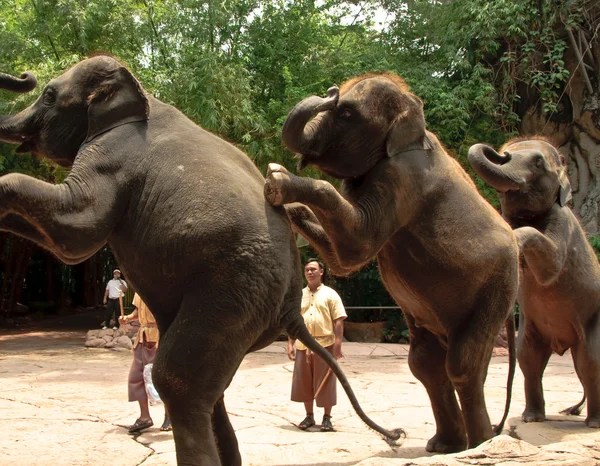 Asian Elephant or Elephas maximus show — Stock Photo, Image