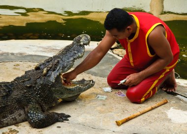 crocodylidae veya timsah gösterisi