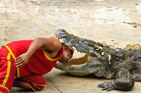 Crocodylidae veya timsah gösterisi — Stok fotoğraf