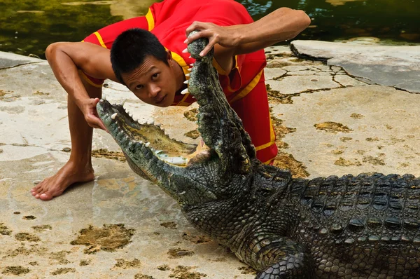 Crocodylidae ou crocodile show — Photo