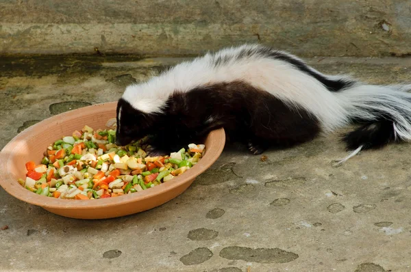 Striped skunk or Mephitis mephitis — Stock Photo, Image