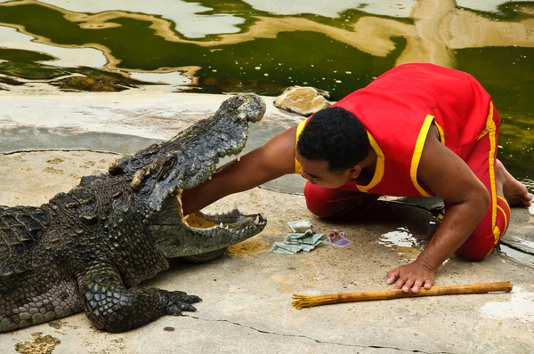 Crocodylidae veya timsah gösterisi — Stok fotoğraf