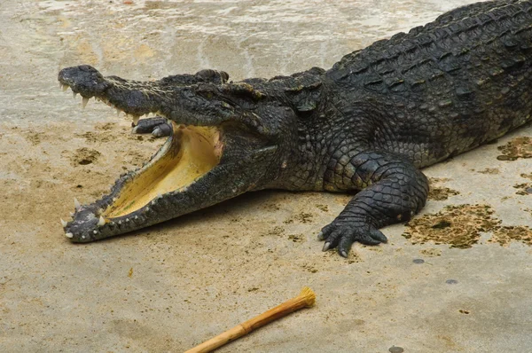 Crocodilidi o coccodrilli — Foto Stock