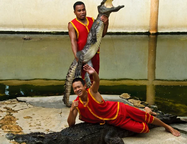 Crocodylidae veya timsah gösterisi — Stok fotoğraf
