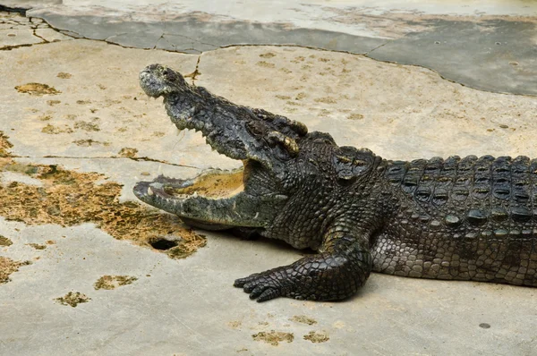 Crocodylidae veya timsah — Stok fotoğraf