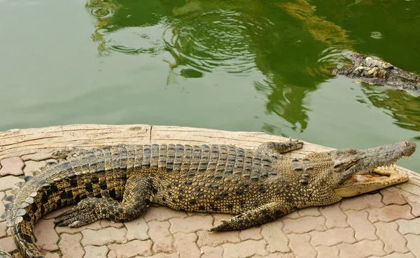 Crocodylidae of krokodil — Stockfoto