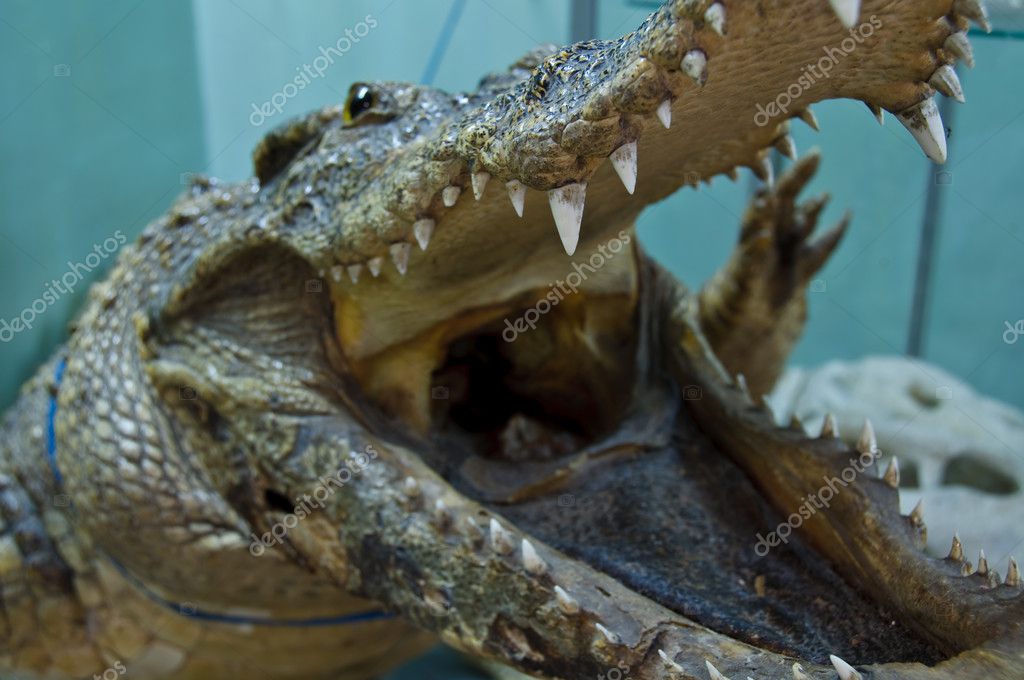 stuffed crocodile
