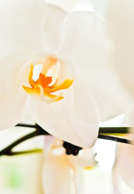 Beyaz Orkide