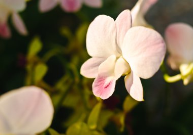 Dendrobium orkide pembe nagarindra