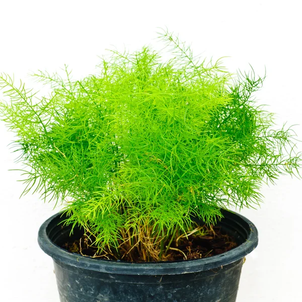 Plant on white isolation Royalty Free Stock Photos