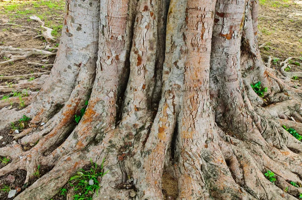 Kořen stromu — Stock fotografie