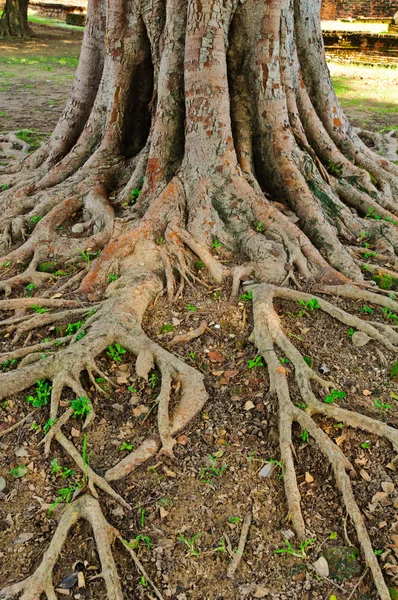 Growing trees with roots Stock Photos, Royalty Free Growing trees with ...
