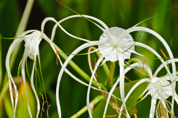 Crinum Lily или "Кринум азиатский
"