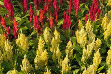 tüylü cockscomb çiçek