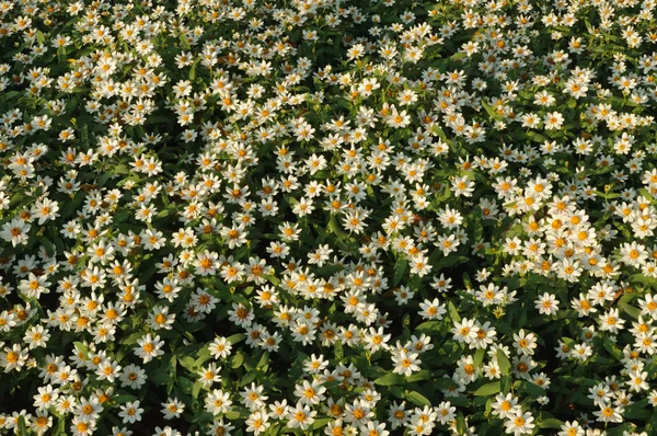 Fiori messicani aster — Foto Stock