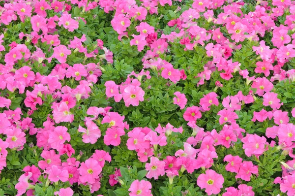 Růžové květy — Stock fotografie