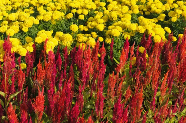 Pettine di gallo piumato e fiori di calendula — Foto Stock