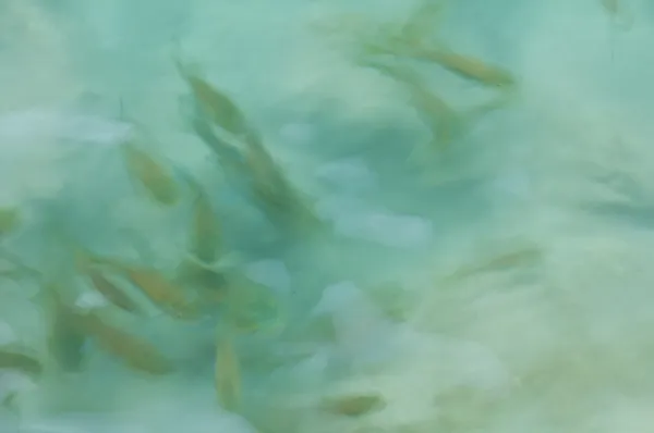 Рыбы на водопаде Эраван — стоковое фото