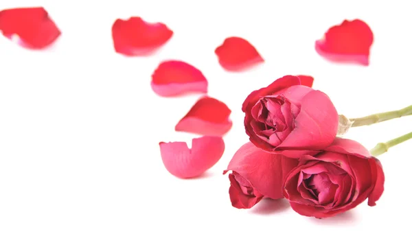 하얀 배경에 있는 분홍빛 장미와 꽃잎 — 스톡 사진