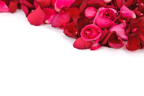 Rosa Rosen und Blütenblätter auf weißem Hintergrund — Stockfoto