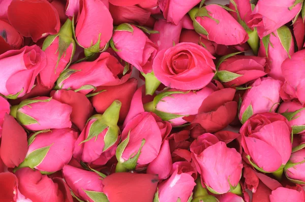 Pink roses and petals background — Stock Photo, Image