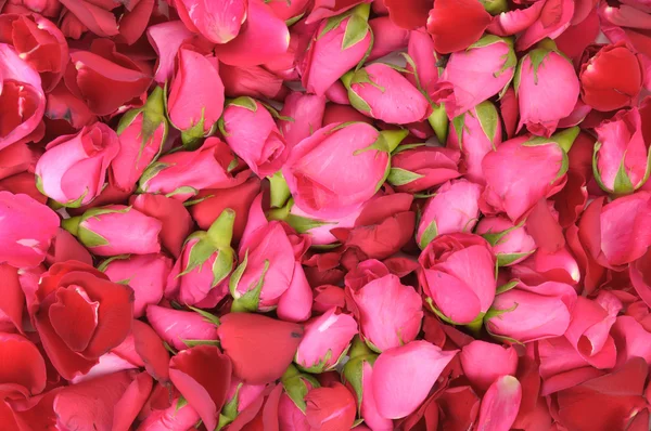Pink roses and petals background — Stok fotoğraf