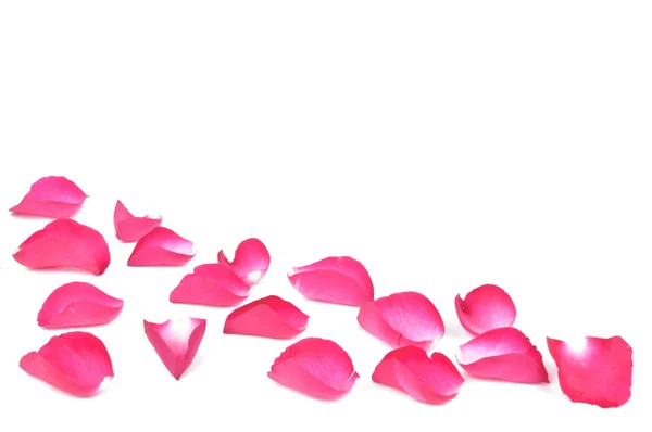 Pink rose petals on white background — Stock Photo, Image