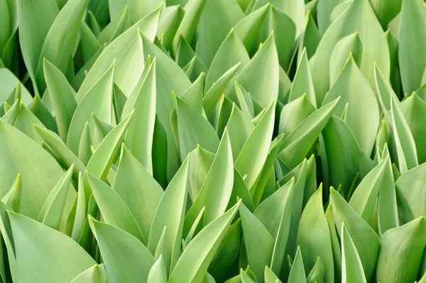 Tulip leaf — Stock Photo, Image