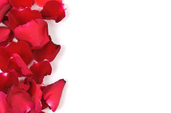 Red rose petals Stock Image
