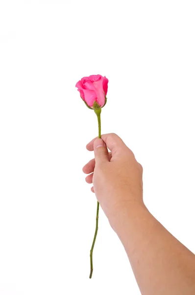 Dando una rosa rosa Imágenes de stock libres de derechos