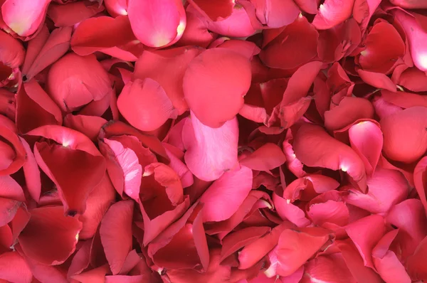 Red rose petals background — Stock Photo, Image